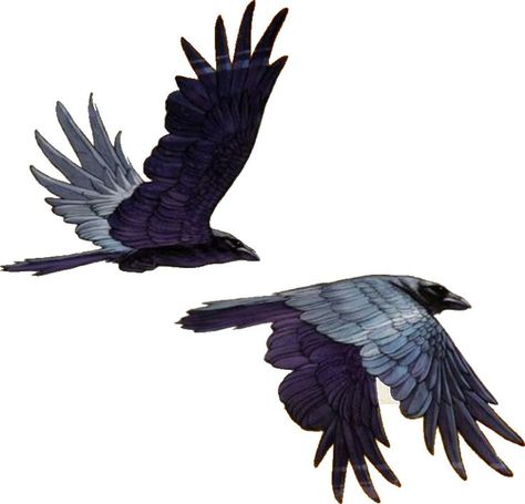 Mini Tela, Raven Art, Crows Ravens, Animal Sketches, Bird Drawings, 영감을 주는 캐릭터, In Flight, Creature Design, Ravens