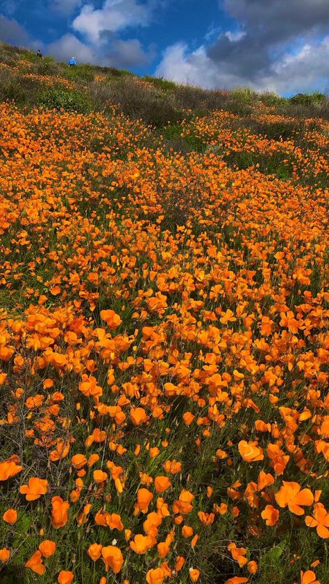 A velvety orange carpet of California poppies has covered the Gavilan Hills around Lake Elisonore, Calif., the past two weeks. Chino Hills State Park, Meadow Sunset, Orange Landscape, Malibu Creek State Park, Mojave National Preserve, San Jacinto Mountains, California Towns, California Wildflowers, Super Bloom