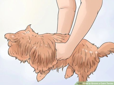 How to Groom a Cairn Terrier (with Pictures) - wikiHow Cairn Terrier Grooming Haircuts, Cairn Terrier Haircut, Cairn Terrier Grooming, Heimlich Maneuver For Dogs, Carin Terrier, Cairn Terrier Puppies, Dog Hair Dryer, Cairn Terrier Mix, Heimlich Maneuver