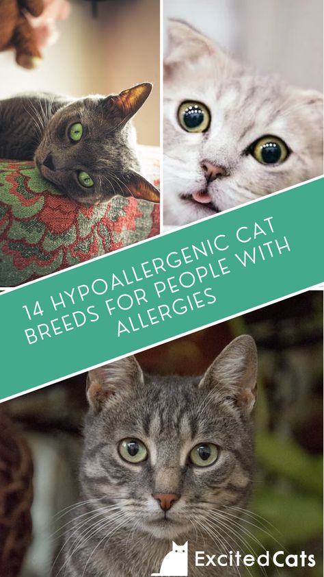 Cats For People With Allergies, Cats Hypoallergenic, Hypoallergenic Cat Breeds, Cat Breeds Hypoallergenic, Best Cat Breeds, Hypoallergenic Cats, Cat Advice, Allergic To Cats, Himalayan Cat