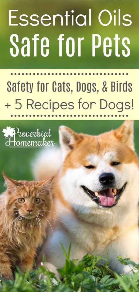 Diy Room Spray Essential Oils, Dog Safe Essential Oils, Essential Oils Cats, Recipes For Dogs, Cats And Birds, Essential Oils Dogs, Dog Spray, Coconut Oil For Dogs, Are Essential Oils Safe