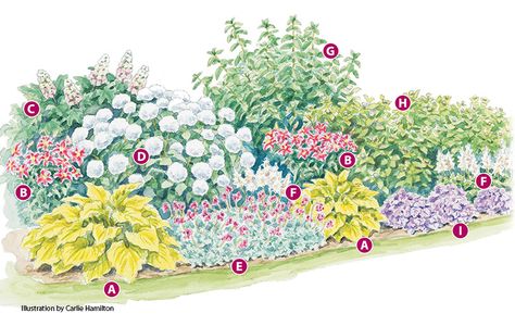 Blooming Perennials, Perennial Garden Plans, Big Leaf Hydrangea, Flower Garden Plans, Hydrangea Garden, Sun Perennials, Planting Plan, Hydrangea Not Blooming, Types Of Roses