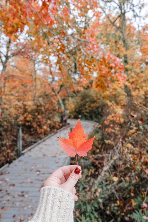 25 Fun Things To Do On Cape Cod In The Fall 2023 (Ideas For September, October & November!) - New England Wanderlust Fall Leaves Picture Ideas, Fall Leaves Photography, Autumn Leaves Aesthetic, Fall Leaves Aesthetic, Forest Falls, Photographie Portrait Inspiration, Leaves Autumn, Image Nature, Fall Printables