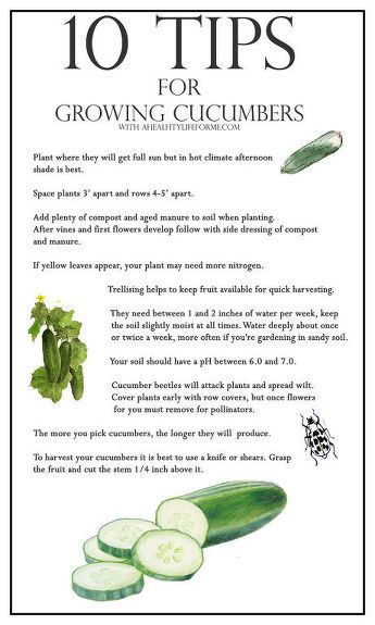 Growing Cucumbers, Garden Veggies, Veg Garden, Home Vegetable Garden, Organic Gardening Tips, Honey Bees, Food Garden, Veggie Garden, Growing Food