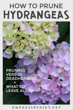 Some new gardeners think they need to prune when they just want to deadhead to remove old flowers. Find out which two hydrangea species do need pruning and those that do not. Hydrangea Species, Hydrangea Pruning, Hydrangea Plant Care, Prune Hydrangeas, When To Prune Hydrangeas, Pruning Shrubs, Old Flowers, Hydrangea Potted, Pruning Hydrangeas