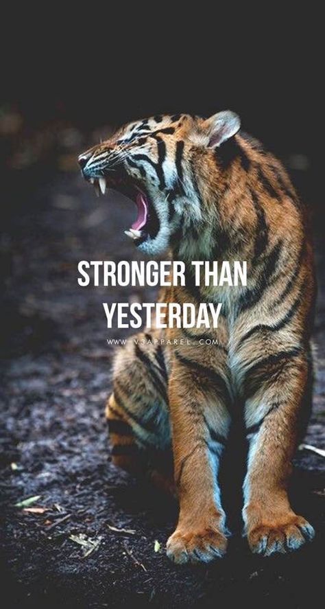 Everyday I'm a little stronger than yesterday Tiger Quotes, Fitness Motivation Wallpaper, Lion Quotes, Stronger Than Yesterday, Fit Girl Motivation, Stronger Than You Think, Warrior Quotes, Gym Inspiration, Humor Memes