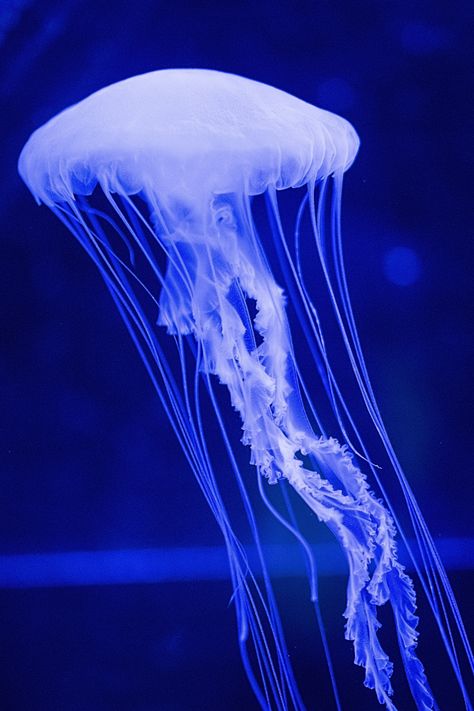 white jelly fish illustration photo – Free Jellyfish Image on Unsplash Notion Themes, Jellyfish Images, Jellyfish Photo, Jellyfish Photography, Princess Jellyfish, Cnidaria, Blue Jellyfish, Jellyfish Art, Poster Blue