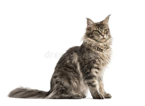 Cat Sitting Down Reference, Cat Standing Side View, Cat Standing Back View, Cat Walking Side View, Cat Sitting Side View, Cat Side View, Cat Walking Front View, Sit Pose, Cat Sitting Down