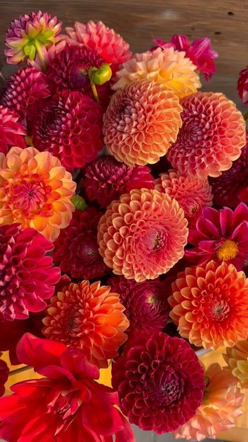 red, orange, and yellow dahlia bouquet Coral Dahlia Bouquet, Orange Dahlia Flower, Marigold Wedding Bouquet, Orange Dahlia Bouquet, Dark Red Dahlia, Dahlia Orange, Dahlia Wedding Bouquets, Marigold Wedding, Nature Colours