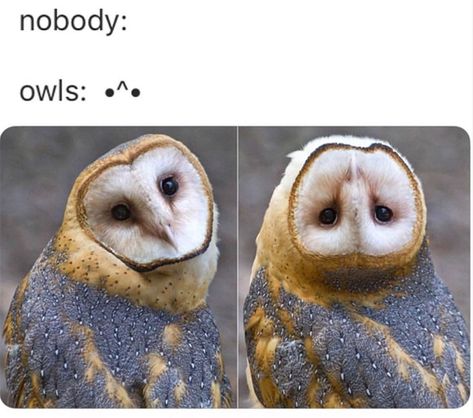 Funny Owl Memes, Funky Creatures, Owl Meme, Owl Character, Funny Creatures, Dragon Bird, Barn Owls, Funny Owls, Owl Pictures