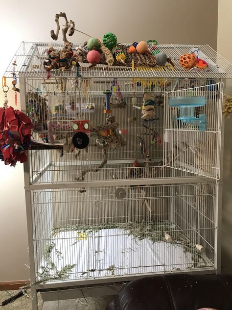 Parakeet Cage, Swim Meet, Parrot Cage, Box Fan, Parrot