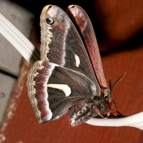 Ceanothus Silk Moth - Hyalophora euryalus - female Giant Silk Moth, Silk Moth Wings, White Lined Sphinx Moth, Ceanothus Silk Moth, Silk Moth, Pacific Green Sphinx Moth, Back Of Neck Tattoo, Moth Art, Neck Tattoo