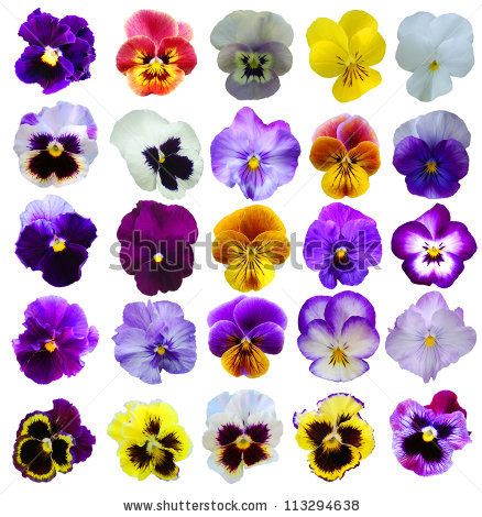 Pansies Stock Photos, Pansies Stock Photography, Pansies Stock ... Pansies Art, Pansy Tattoo, Spring Flowers Background, Pansies Flowers, Floral Stickers, Flower Clipart, Arte Floral, Ceramic Flowers, Flower Backgrounds