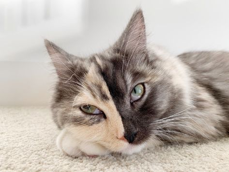 Representative image. Chimera Cat. (Photo Credit: Erika/Adobe Stock) Chimera Cat, Two Faced Cat, Cat Hugging, Bicolor Cat, Cat References, Two Faced, Cat Reference, Tortoise Shell Cat, Orange Tabby Cats