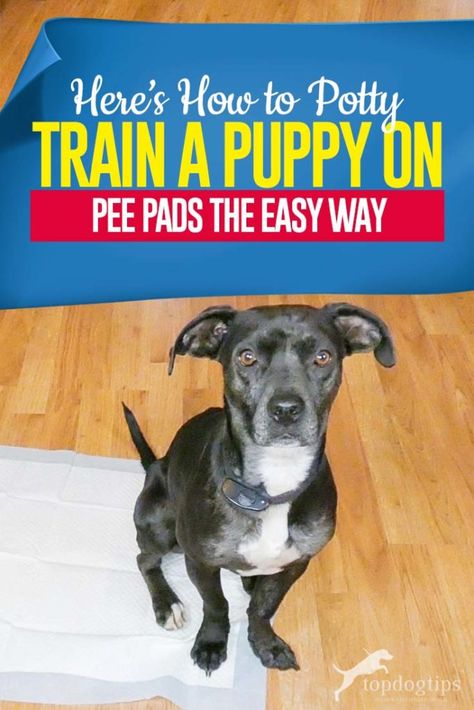 Train A Puppy, How To Potty Train, Puppy Pads Training, House Training Puppies, Dog Pee Pads, Potty Pads, Potty Train, Dog Potty Training, House Training Dogs