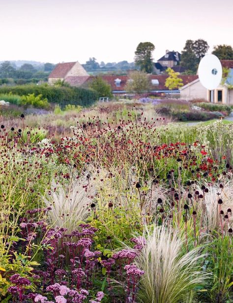 English Garden In California, Piet Oudolf Garden, Oudolf Garden, Naturalistic Garden, Prairie Planting, Dutch Gardens, Piet Oudolf, Prairie Garden, Meadow Garden