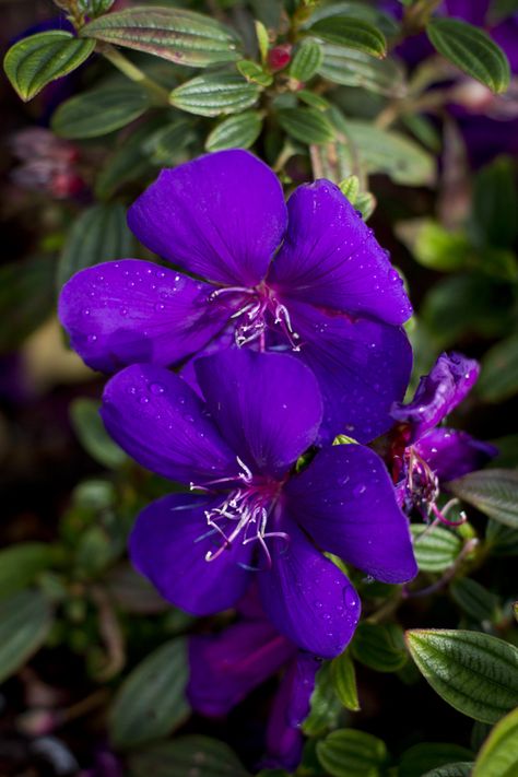 Tibouchina 'Groovy Baby' Purple Flowers Garden, Purple Things, Australian Flowers, Sweet Flowers, Queen Anime, Princess Flower, Purple Garden, Potted Trees, All Things Purple