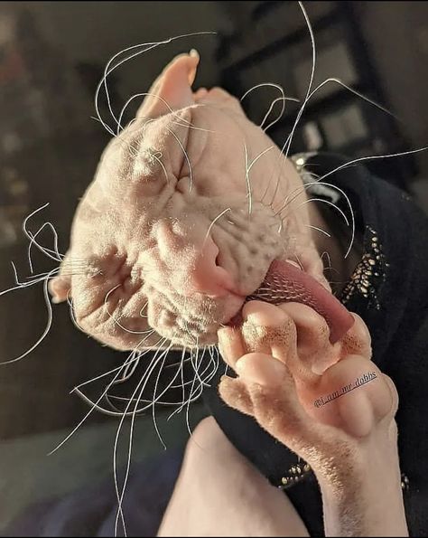 Dobby Cat, Cute Hairless Cat, Derpy Cats, Sphinx Cat, Cat Hug, Cat Hacks, Cute Rats, Hairless Cat, Funny Cats And Dogs