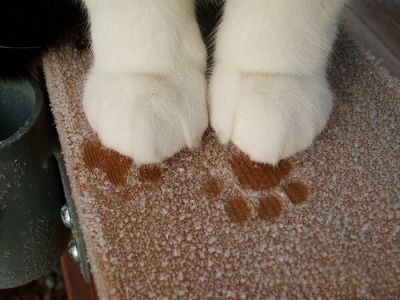 Cat's Paw, Silly Cats, Paw Prints, Cat Paws, Pretty Cats, Funny Animal, Crazy Cat Lady, 귀여운 동물, White Cat