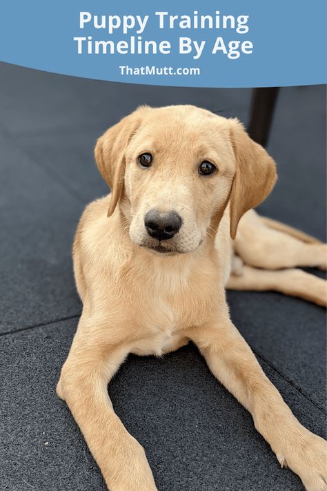 Puppy Training Timeline By Age - Puppy Training Schedule Puppy Training By Age, Treats For Puppies Training, Puppy Training Timeline, Puppies Training Tips, Puppy Potty Training Schedule By Age, Puppy Training Videos, Lab Puppy Training Tips, Puppy Training Schedule By Age, Puppy Timeline