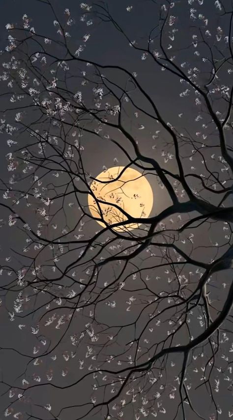 Silent Nature Photography, Real Sky Pics, Minimal Pic, Silent Nature, Real Sky, Fall Moon, Full Moon Pictures, Moon And Stars Wallpaper, Lunar Beauty