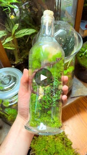 Ecosystem In A Bottle, Make A Terrarium, Bottle Terrarium, Worm Castings, Forest Ecosystem, Natural Fertilizer, Terrarium Plants, Forest Floor, Easy Garden