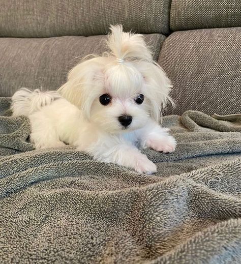 Perro Shih Tzu, Cute Small Dogs, Bored Dog, Am I Cute, Mini Dogs, Cute Little Puppies, Maltese Puppy, Maltese Dogs