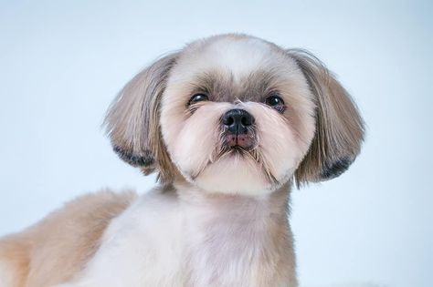 The Teddy Bear Cut: Your Shih Tzu’s Next Adorable Haircut – HairstyleCamp Dog Haircut, Puppy Haircut, Shih Tzu Haircuts, Teddy Bear Puppies, Teddy Bear Dog, Shih Poo, Puppy Cut, Dog Haircuts, Cute Animals Puppies