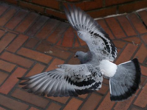 Feral Pigeon, Cute Pigeon, Pigeon Pose, Parrot Bird, Nature Birds, Bird Wallpaper, Animal Sketches, Bird Drawings, Animal Wallpaper