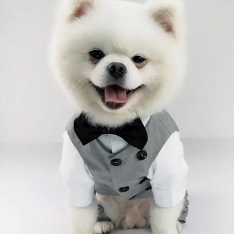 Clothes Formal, Puppy Wedding, Formal Dog, Dog Instagram, Dog Tuxedo, Tuxedo Vest, Formal Tuxedo, Wedding Party Outfits, Wedding Pets