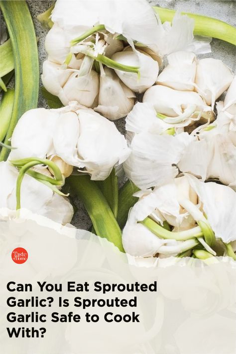 Can You Eat Sprouted Garlic? Is Sprouted Garlic Safe to Cook With? Garlic Sprouts, Sprout Recipes, Garlic Head, Garlic Bulb, Garlic Recipes, Roasted Garlic, Too Long, Potato Salad, Sprouts