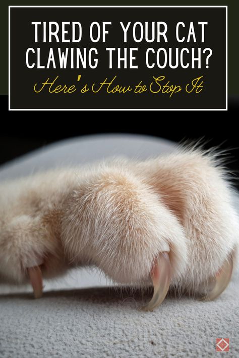 Frustrated with your cat’s destructive scratching habits? Learn how to stop your cat from clawing the couch with these effective, vet-approved solutions! Understand why cats scratch and explore tips on providing appropriate alternatives like scratching posts, sprays, and training techniques. Say goodbye to shredded furniture and hello to a happy, well-behaved feline! How To Stop A Cat From Clawing Furniture, How To Get Your Cat To Stop Scratching Furniture, Training Cats, Stop Cats From Clawing Furniture, How To Keep Cats From Scratching Furniture, Cat Scratched Furniture, How To Keep Cats From Clawing Furniture, Diy Cat Scratcher For Couch, Cat Tips Indoor