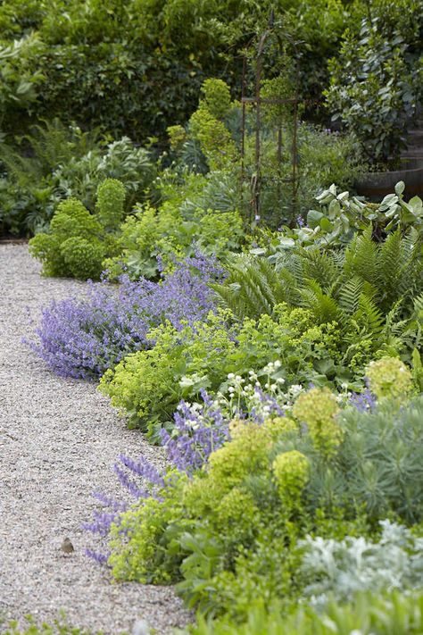 Gardening 101: Lady’s Mantle Mediterranean Garden Design, Alchemilla Mollis, Shade Garden Design, Ferns Garden, Landscaping Diy, Lady's Mantle, Gravel Path, Cottage Garden Design, Gravel Garden