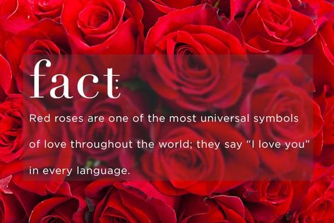 red rose meaning - You don’t have to know anything about the language of flowers to know the meaning of sending someone a bouquet of red roses. No other flower conveys true love like red roses. The deep scarlet shade instantly evokes images of a couple passionately in love. Red roses are one of the most universal symbols of love throughout the world; they say “I love you” in every language. Rose Meanings, Rose Color Meanings, Rose Meaning, Ftd Flowers, Rose Quotes, Flower Meanings, Color Meanings, Flower Quotes, Beautiful Rose Flowers