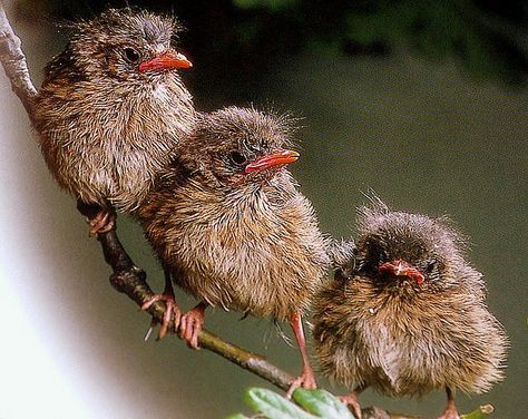 .baby robins                                       photo By coral.hen4800 michael (flickr) Robin Photos, Baby Robin, Robin Bird, Kinds Of Birds, Baby Bird, All Birds, Backyard Birds, Pretty Birds, Bird Photo