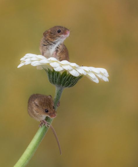 Harvest Mouse, Photography Day, Animal Study, Cute Rats, Cute Mouse, Bournemouth, Cute Animal Photos, Cute Creatures, Animal Photo