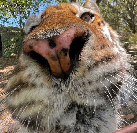 Good morning Big Cat Rescue Friends! ☀️ Kali Tiger checking in to see if you are up and at ‘em on this sunny Monday morning! Have a great day everyone! #GoodMorning #BigCats #BigCatRescue #Rescue #Cats #Monday #Florida #Sanctuary #Tiger #CaroleBaskin Cats In The Wild, Circus Acts, Big Cat Rescue, Pet Tiger, Cute Tigers, Pretty Animals, Silly Animals, Cute Wild Animals, Fluffy Animals