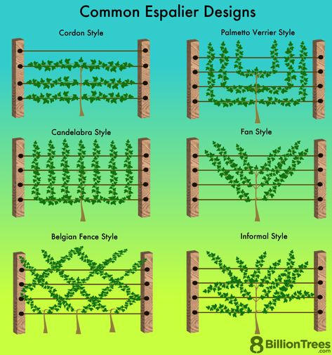 Trained Fruit Trees Fence, Espalier Fruit Tree, Apple Tree Fence, Diy Espalier Trellis, Apple Tree Trellis, Espalier Mulberry Tree, Trained Fruit Trees, Espaliered Fruit Tree, Espalier Cherry Tree