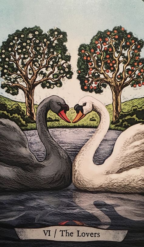 The Lovers ~ Swan | Archangel Oracle ~ Divine Guidance Tarot Zodiac, Eugene Smith, Animal Tarot, Animal Reiki, The Lovers Tarot Card, Tarot Cards For Beginners, The Lovers Tarot, Angel Oracle Cards, Rider Waite Tarot