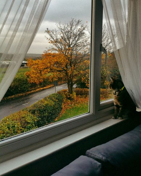 Fall Mood Board, Autumn Magic, Looking Out The Window, Cozy Aesthetic, Autumn Scenery, Fall Feels, Window View, Autumn Vibes, Fall Aesthetic