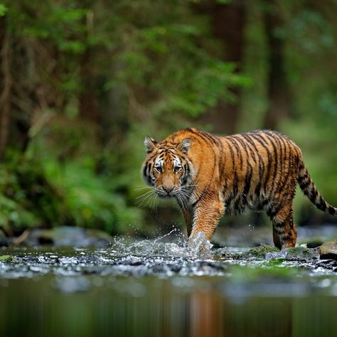 Tigers confirmed as six subspecies, and that is a big deal for conservation Types Of Tigers, Malayan Tiger, Tiger Conservation, Tiger Walking, Corbett National Park, Jim Corbett National Park, Jim Corbett, Seaworld Orlando, Tiger Pictures