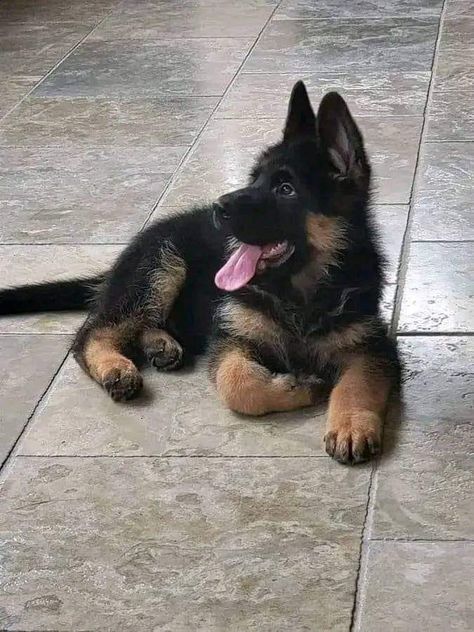 Mini German Shepherd, Fluffy German Shepherd, Baby German Shepherds, German Sheperd Dogs, Big Dog Breeds, Scary Dogs, Cute Animals Puppies, Very Cute Dogs, Gsd Puppies