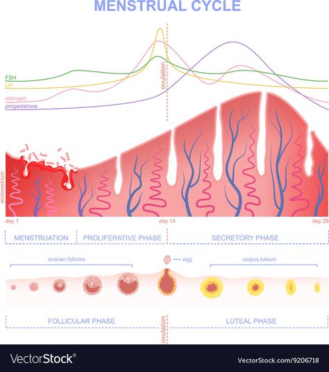 Ovarian Cycle, Cycle Hormones, Increase Progesterone Naturally, Increase Progesterone, Menstrual Cycle Phases, The Menstrual Cycle, Low Estrogen Symptoms, Medicine Notes, Low Estrogen