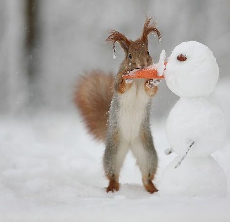 Snowman Photo, Squirrel Funny, Wild Animals Pictures, Cute Squirrel, Wild Creatures, Winter Animals, Super Cute Animals, The Snowman, Animal Companions