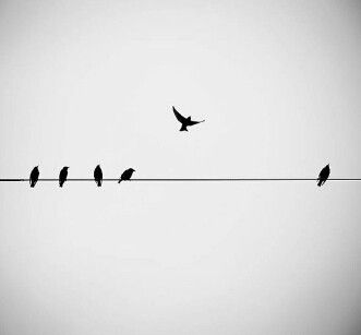 Birds sitting on a cable Birds Flying Photography, Flying Photography, Bird Tattoo Men, Tiny Bird Tattoos, Fly Drawing, Love Birds Painting, Black Bird Tattoo, Flying Bird Tattoo, Black And White Birds