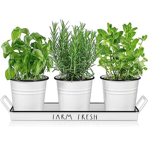 jC 🦄's Amazon Page Kitchen Window Herb Garden, Indoor Window Planter, Window Herb Garden, Window Planter, Herb Garden Planter, Window Planters, Planter Indoor, Indoor Window, Window Planter Boxes