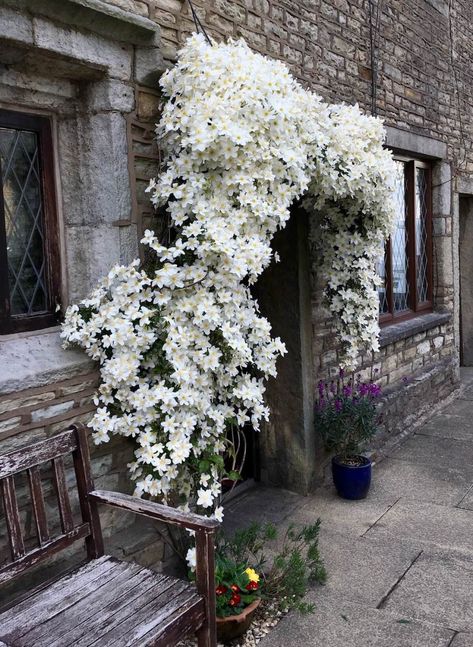 Outdoor Trellis Ideas, Evergreen Clematis, White Clematis, Trellis Ideas, Outdoor Trellis, Rock Garden Plants, Clematis Vine, Plants Ideas, Garden Decor Ideas