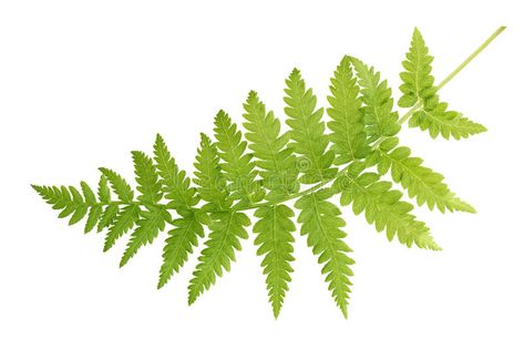 Fern. Fresh fern leaf isolated on white background , #affiliate, #fern, #Fresh, #Fern, #leaf, #background #ad Fern Images, Plant Study, List Of Flowers, Ink Inspiration, Flower Meanings, Fern Leaf, Star Of Bethlehem, White Background Photo, Tree Free