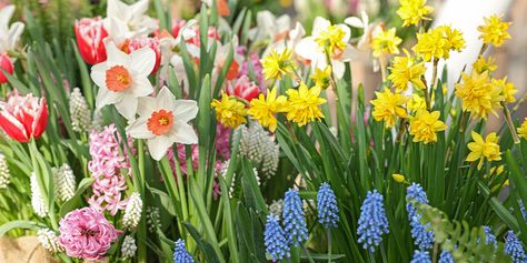 Bulb Planting Design Ideas, Spring Bulb Layering, Trench Planting Bulbs, Spring Flower Bed Ideas, Where To Plant Tulips In Front Yard, Layering Bulbs In Garden, Spring Bulbs Garden Flower Beds, Spring Bulb Combinations, Spring Bulbs Garden Design