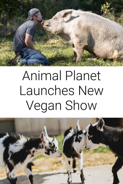 Saved By the Barn, a new 12 part heartwarming vegan documentary series will air on Animal Planet starting April 11th at 10pm EST! . . . . . . . #vegan #animals #animalplanet Vegan Philosophy, Vegan Documentaries, Vegan Activism, Vegan For The Animals, Vegan Facts, Vegan Art, Animal Family, Animal Activism, Vegan Kids